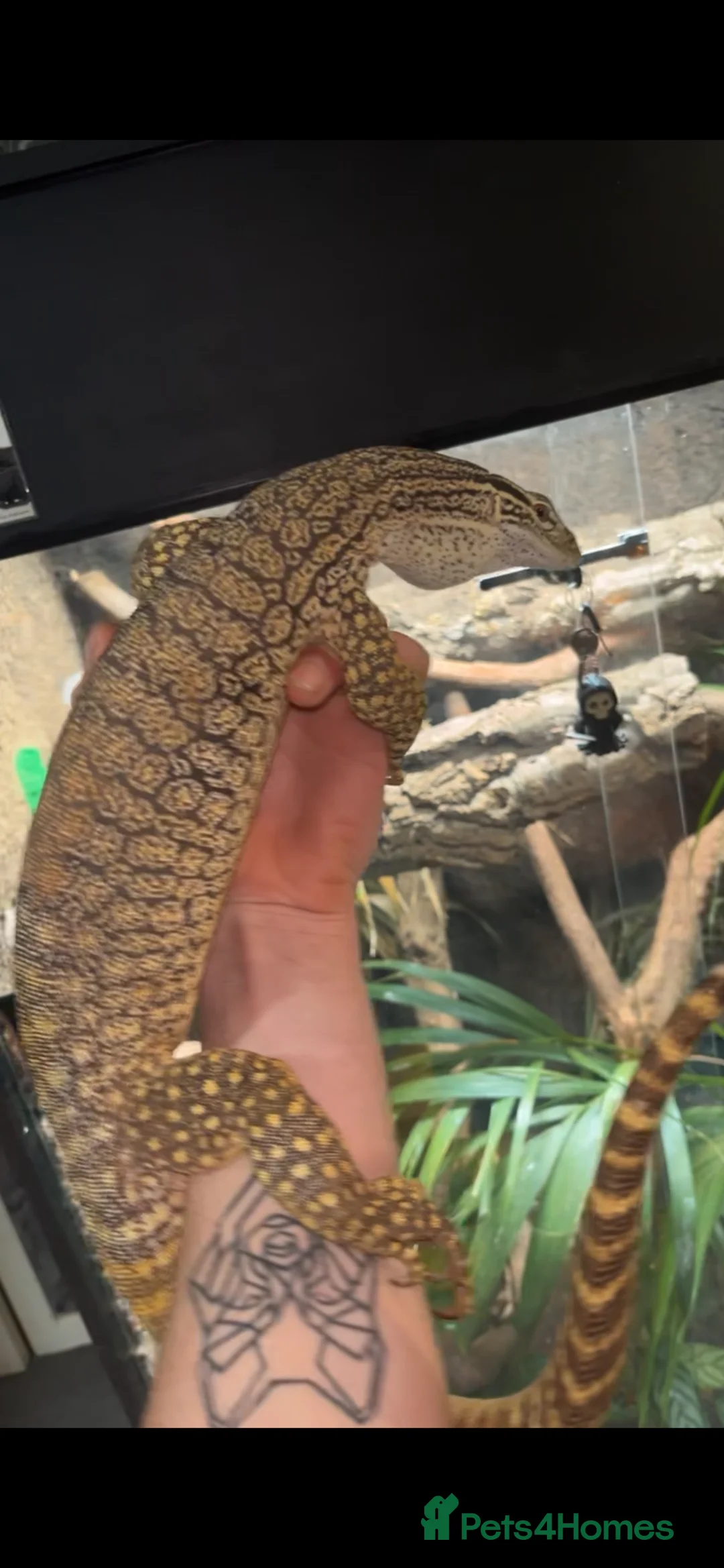 Monitor reptiles for sale: Male Flavirufus monitor( Sand goanna)  - Advert 2