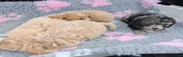 Cockapoo dogs for sale: Beautiful cockerpoos for sale - Advert 2
