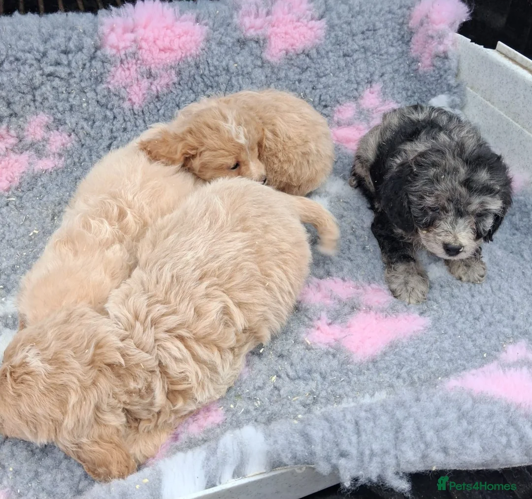 Cockapoo dogs for sale: Beautiful cockerpoos for sale - Advert 2