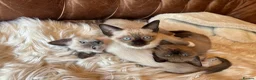 Tonkinese cats for sale: Exquisite Tonkdolls - Advert 27