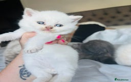 British Shorthair cats for sale: British short hair kittens  - Image 16