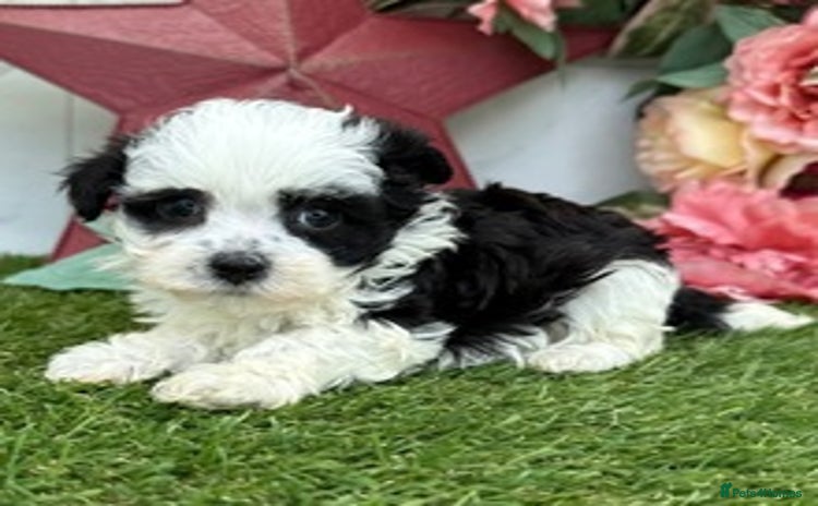Havanese dogs - Advert 1