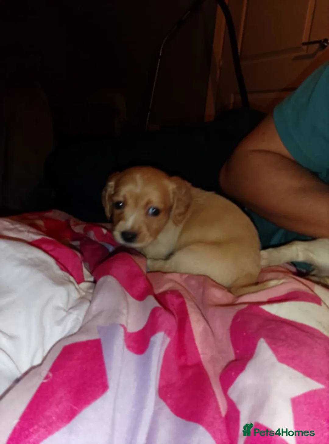 Mixed Breed dogs for sale: Dacshund x springer spaniel. - Advert 2