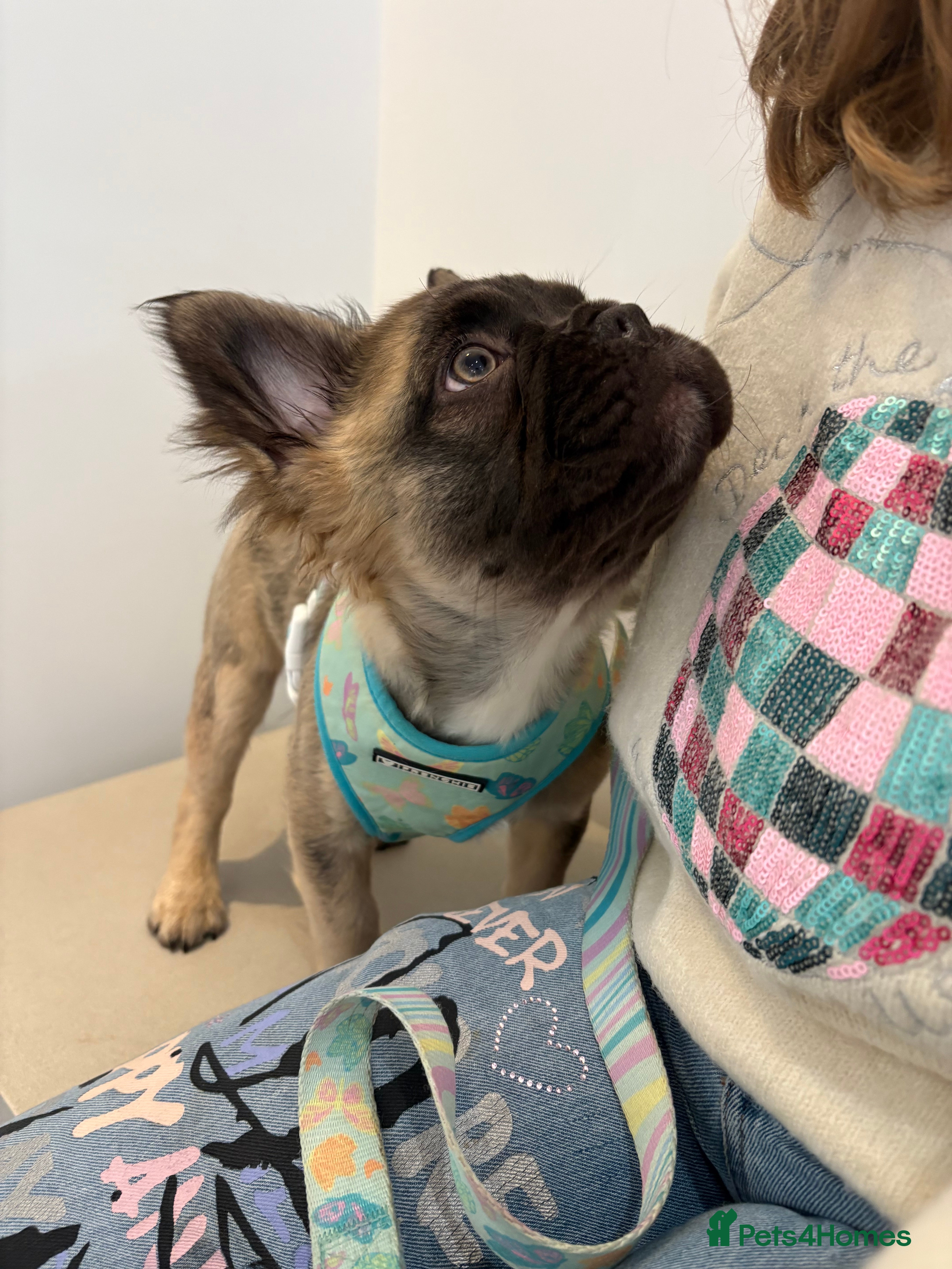 French Bulldog dogs 🧸1 FLUFFY Frenchie left✨*REDUCED* - Advert 5