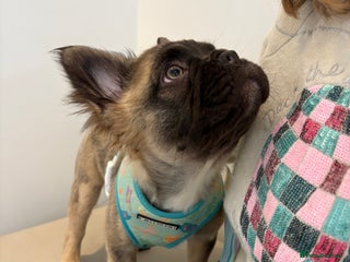French Bulldog dogs 🧸1 FLUFFY Frenchie left✨*REDUCED* - Advert 1