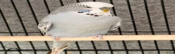 Budgerigars birds for sale: 12 Budgies Available Mixed  - Advert 13