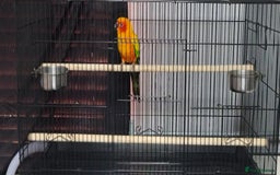 Conures birds for sale: Sun Conure Male  - Image 4