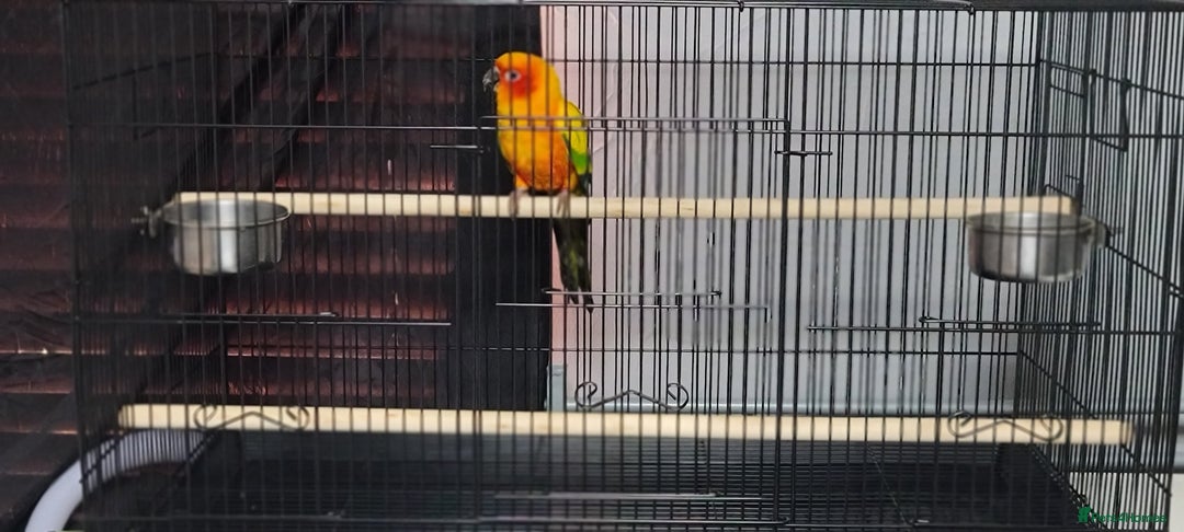 Conures birds for sale: Sun Conure Male  - Image 4