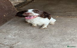 Sprocker dogs for sale: Sprocker  - Image 19