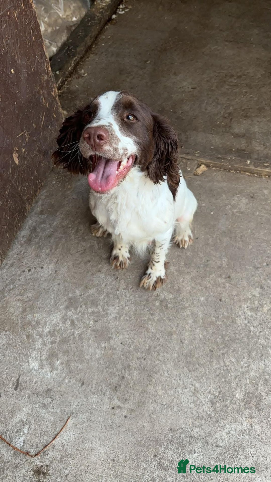 Sprocker dogs for sale: Sprocker  - Image 19