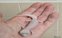 Leopard Gecko reptiles for sale: Supersnows leopard geckos normal and albino  - Image 10
