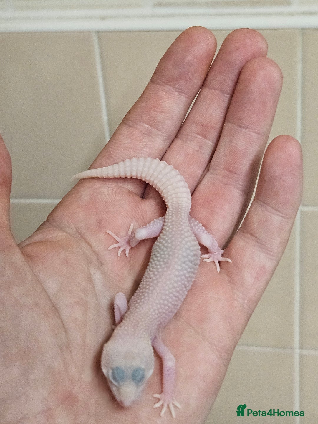 Leopard Gecko reptiles for sale: Supersnows leopard geckos normal and albino  - Image 10