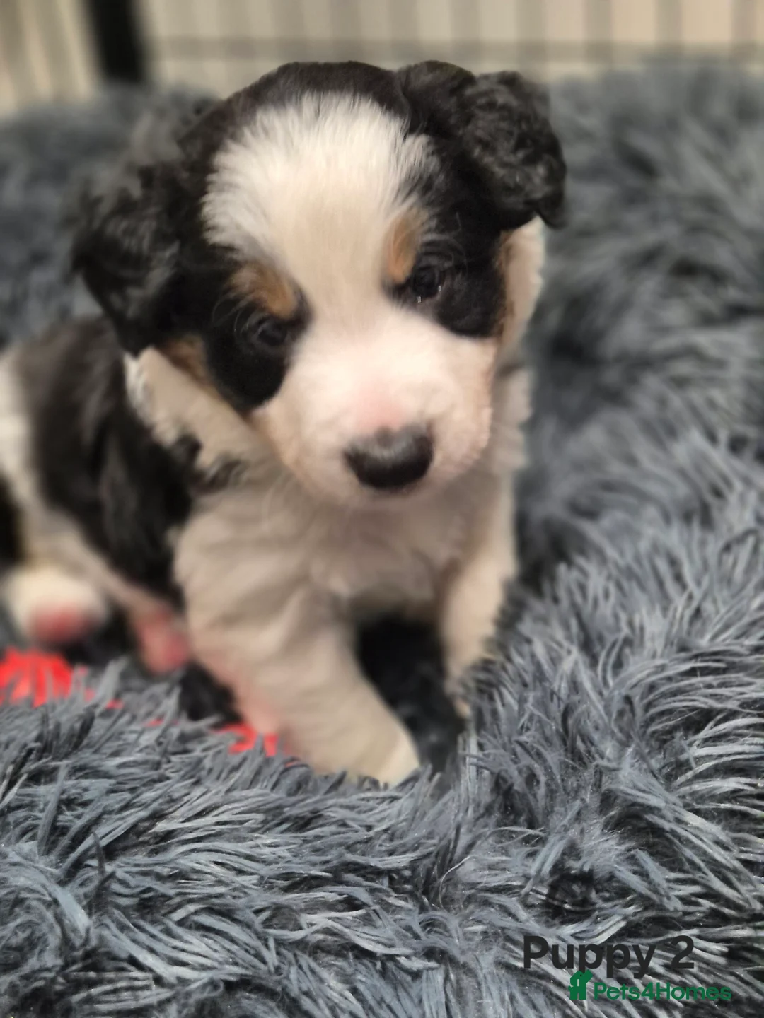 Border Collie dogs for sale: Beautiful Border Collies. Parents DNA tested.  - Advert 12