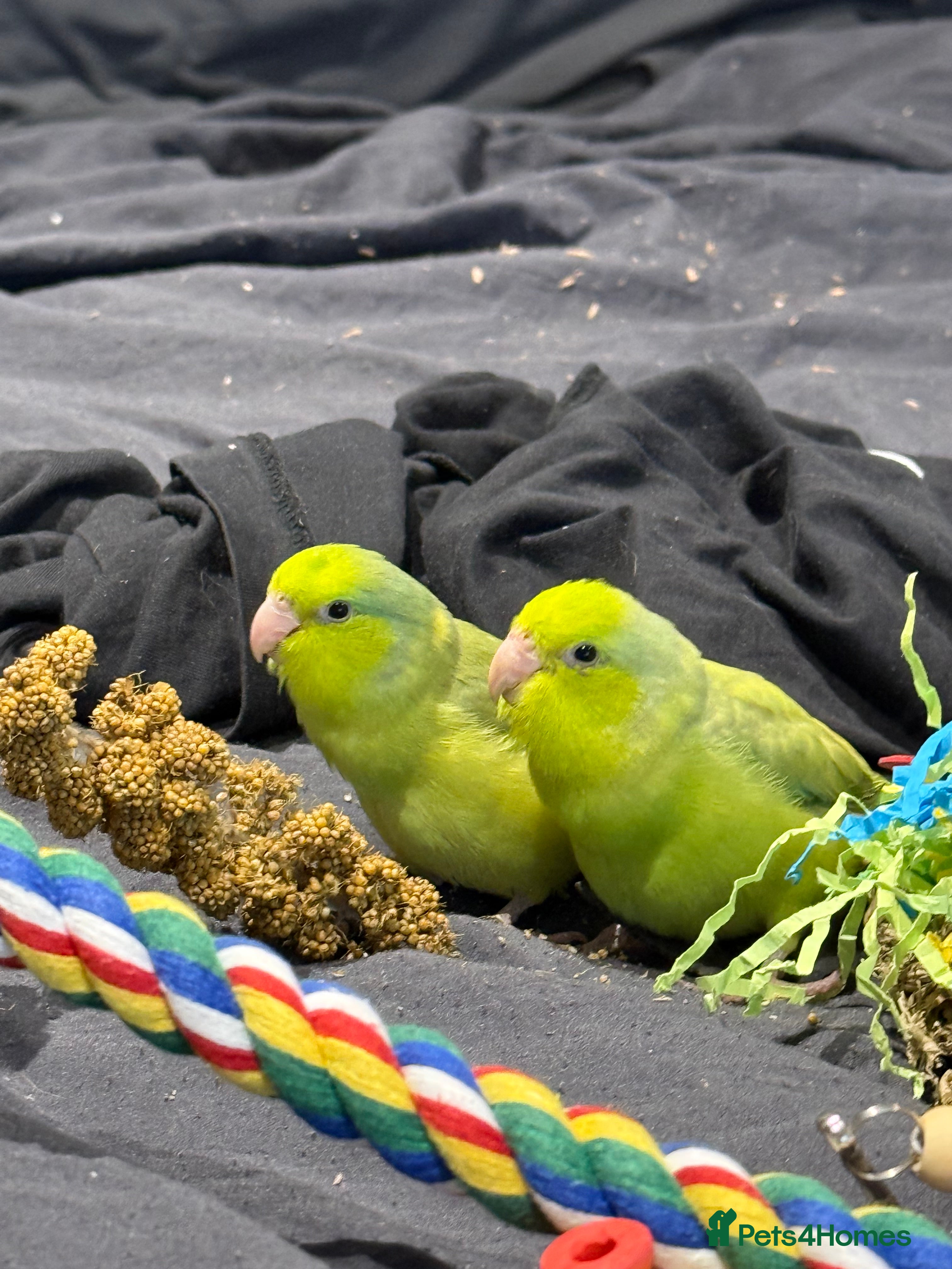 Parrots birds Sibling parrotlets  - Advert 2