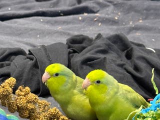 Parrots birds Sibling parrotlets - Advert 13