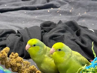 Parrots birds Sibling parrotlets - Advert 12