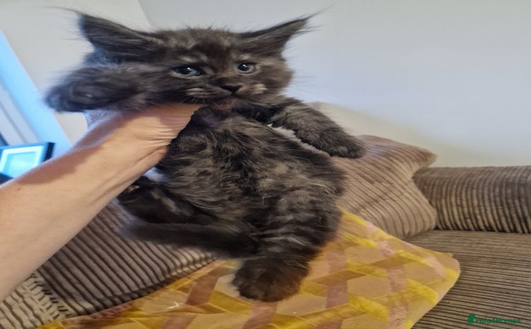 Maine Coon cats - Advert 12