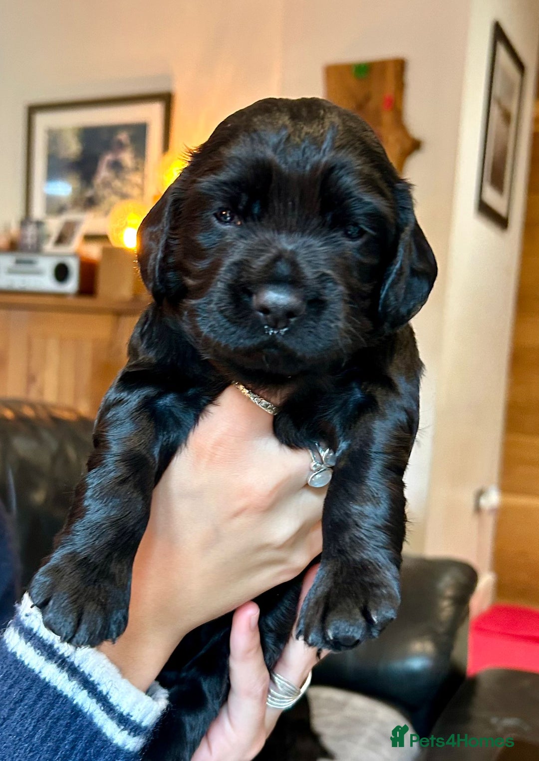 Cocker Spaniel dogs for sale: Black Male KC Working cocker - Image 5