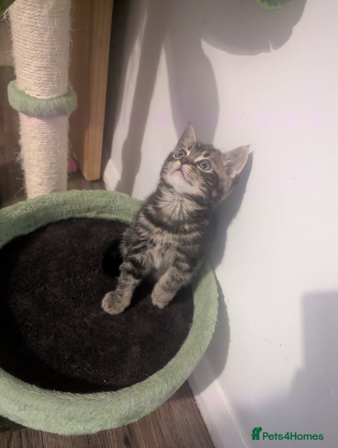 Mixed Breed cats for sale: Beautiful mix breed kittens  - Advert 9