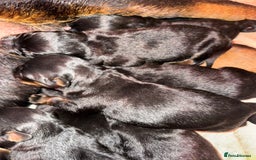 Rottweiler dogs for sale: 5 Generation pedigree  in Lanark - Image 16
