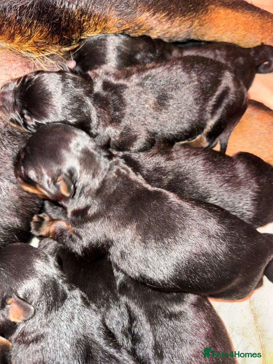 Rottweiler dogs for sale: 5 Generation pedigree  in Lanark - Image 16
