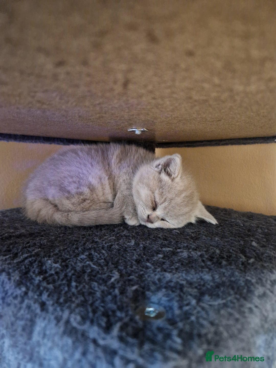 Scottish Fold cats for sale: Scottish fold, straight girls, boys, lilac blue  - Advert 14