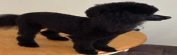 Toy Poodle dogs for stud: KC Registered Toy Poodle Stud in Bishop Auckland - Advert 7
