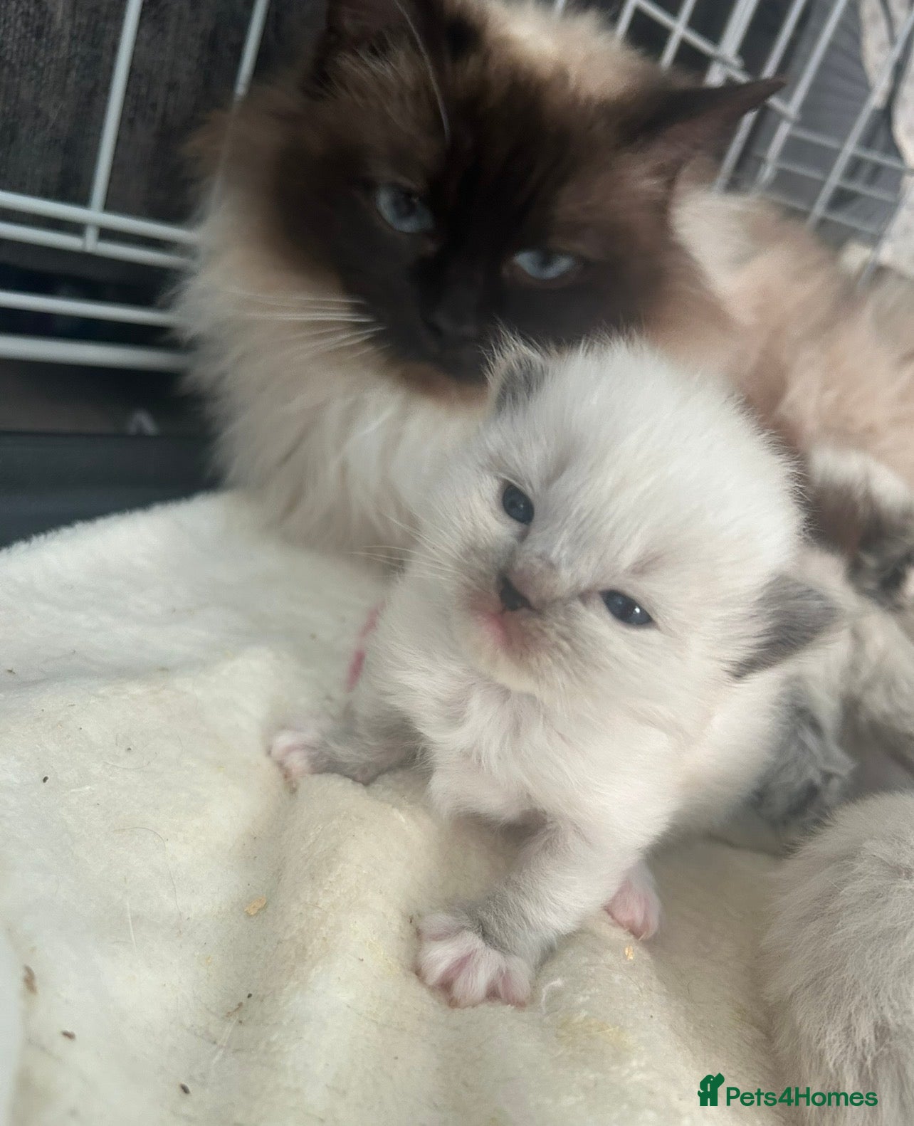 Ragdoll cats Ragdoll kittens 💕💙 - Advert 10