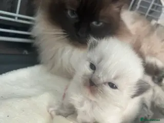 Ragdoll cats Ragdoll kittens 💕💙 - Advert 10
