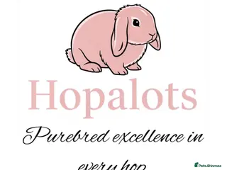Mini Lop rabbits Pure mini lops - Advert 23