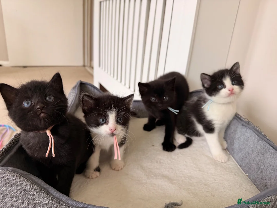 Mixed Breed cats for sale: Kittens available  - Advert 2