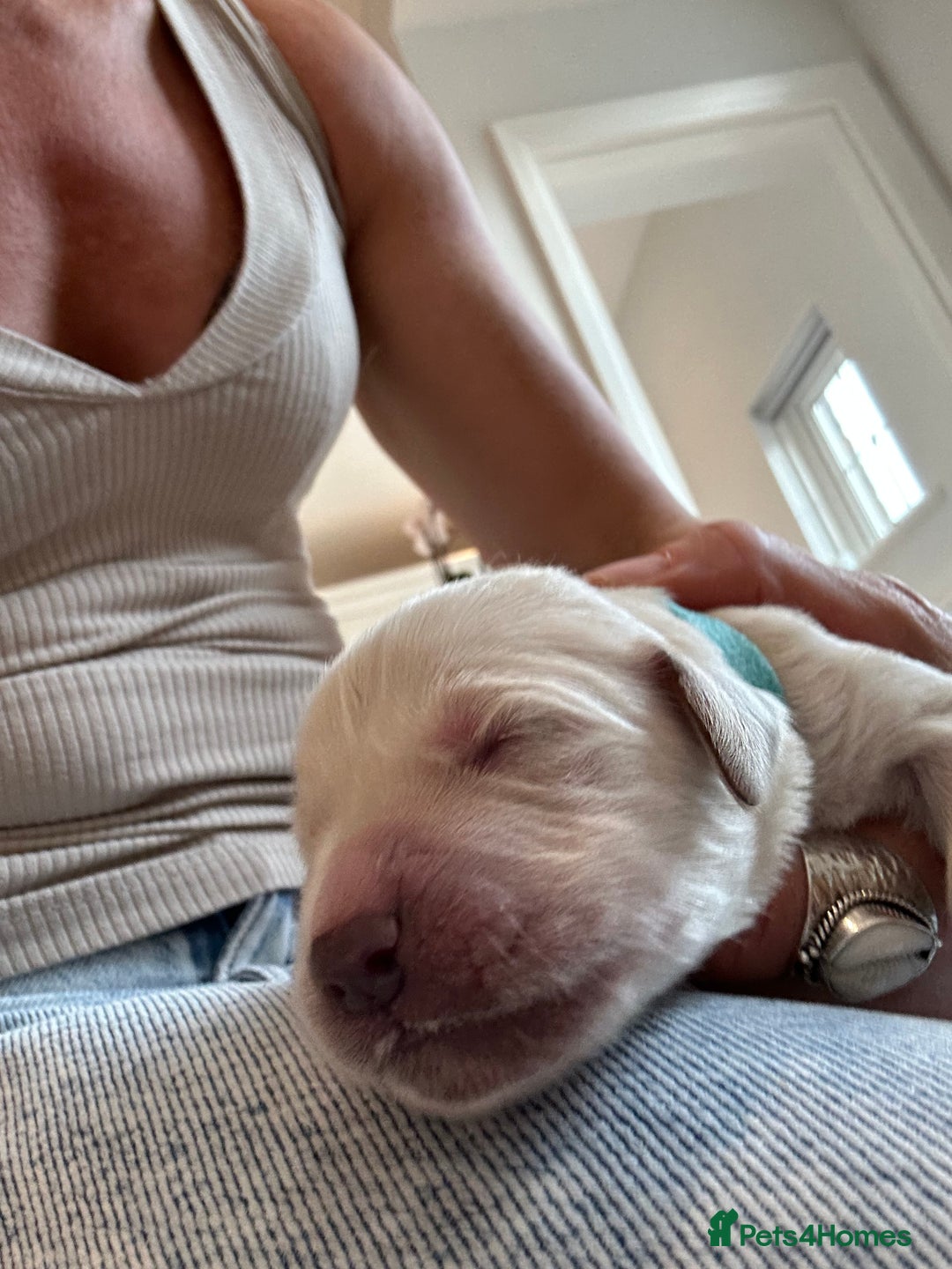 Golden Retriever dogs for sale: Champion line cream golden retriever puppies - Advert 12