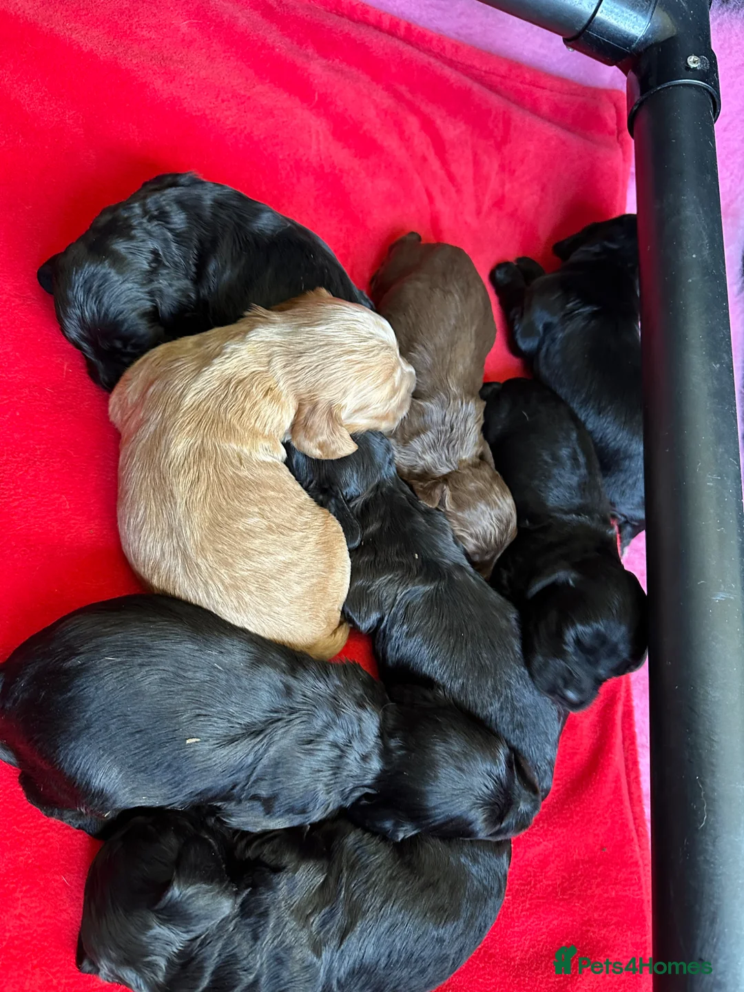 Cocker Spaniel dogs for sale: Working cocker spaniel’s - Advert 1