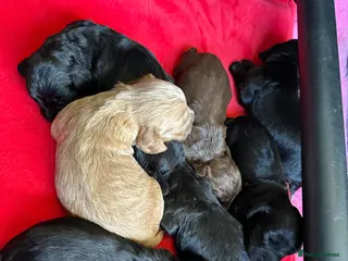 Cocker Spaniel dogs for sale: Working cocker spaniel’s - Advert 1
