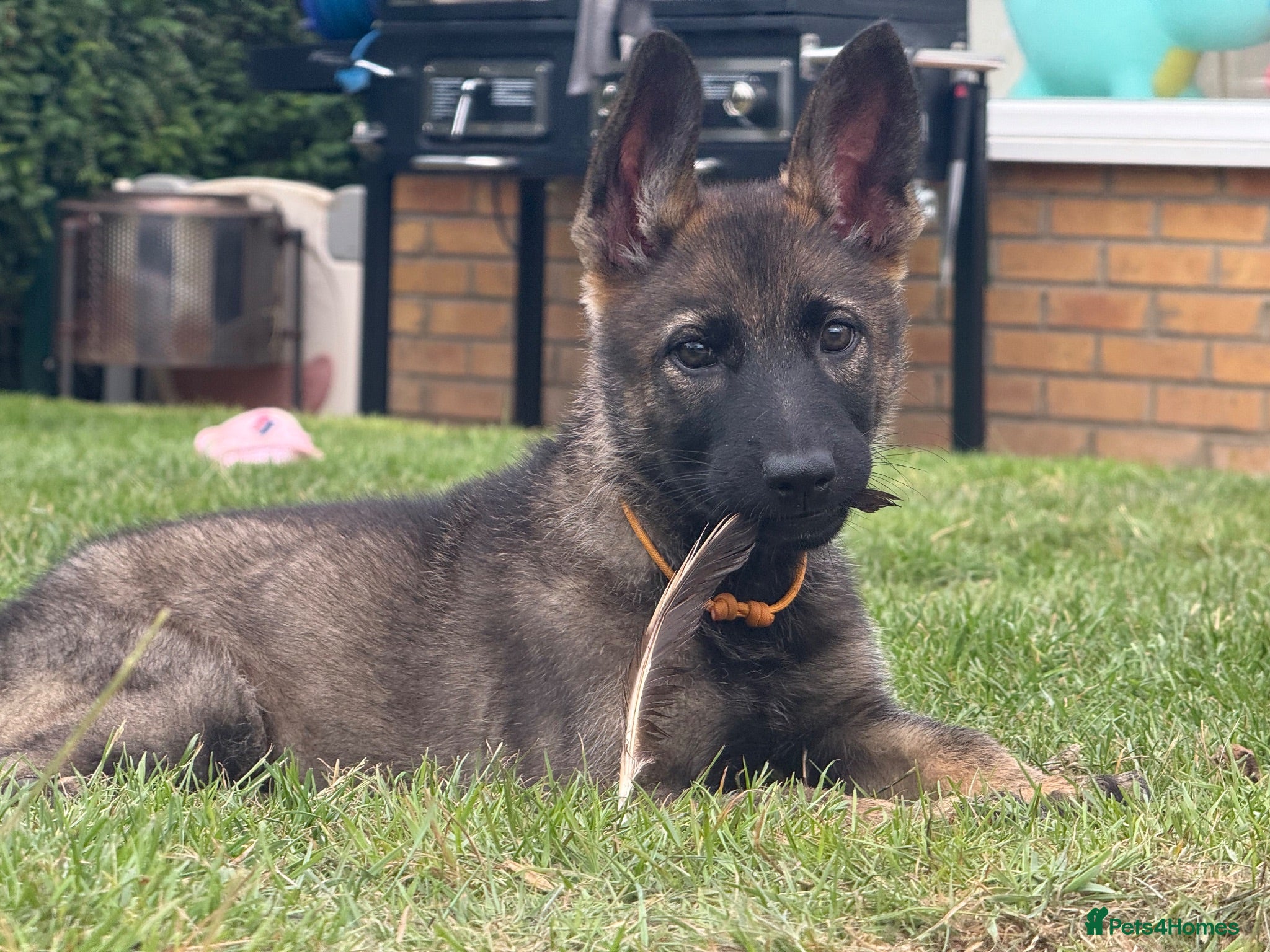 German Shepherd dogs German Shepherd Puppies - Advert 1