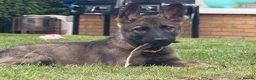 German Shepherd dogs for sale: German Shepherd Puppies - Advert 1