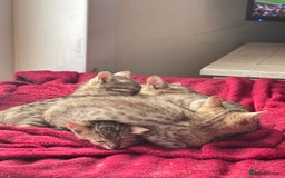 Bengal cats for sale: Gorgeous brown spot bengal kittens Sofa ready  - Image 13