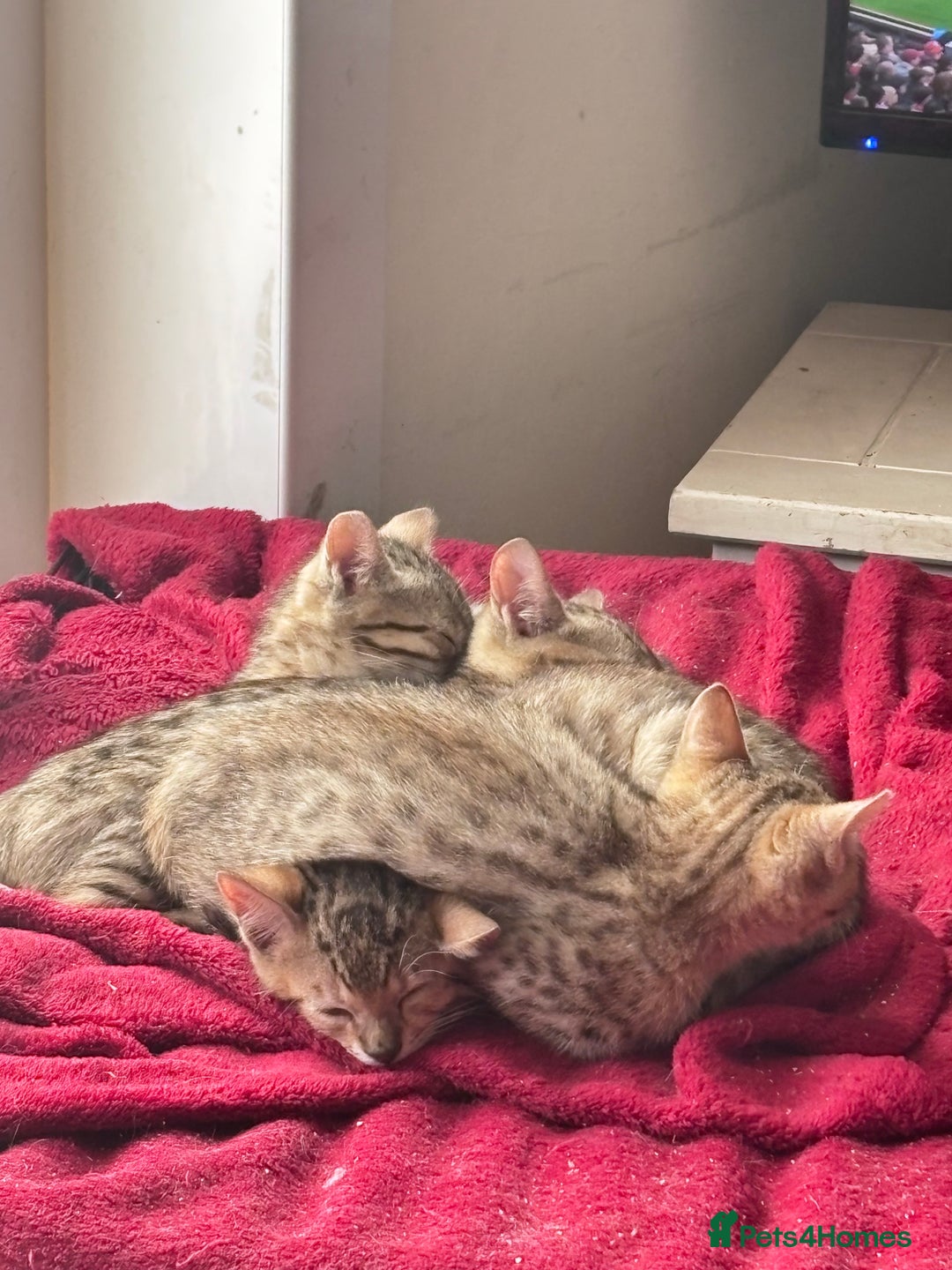 Bengal cats for sale: Gorgeous brown spot bengal kittens Sofa ready  - Image 13