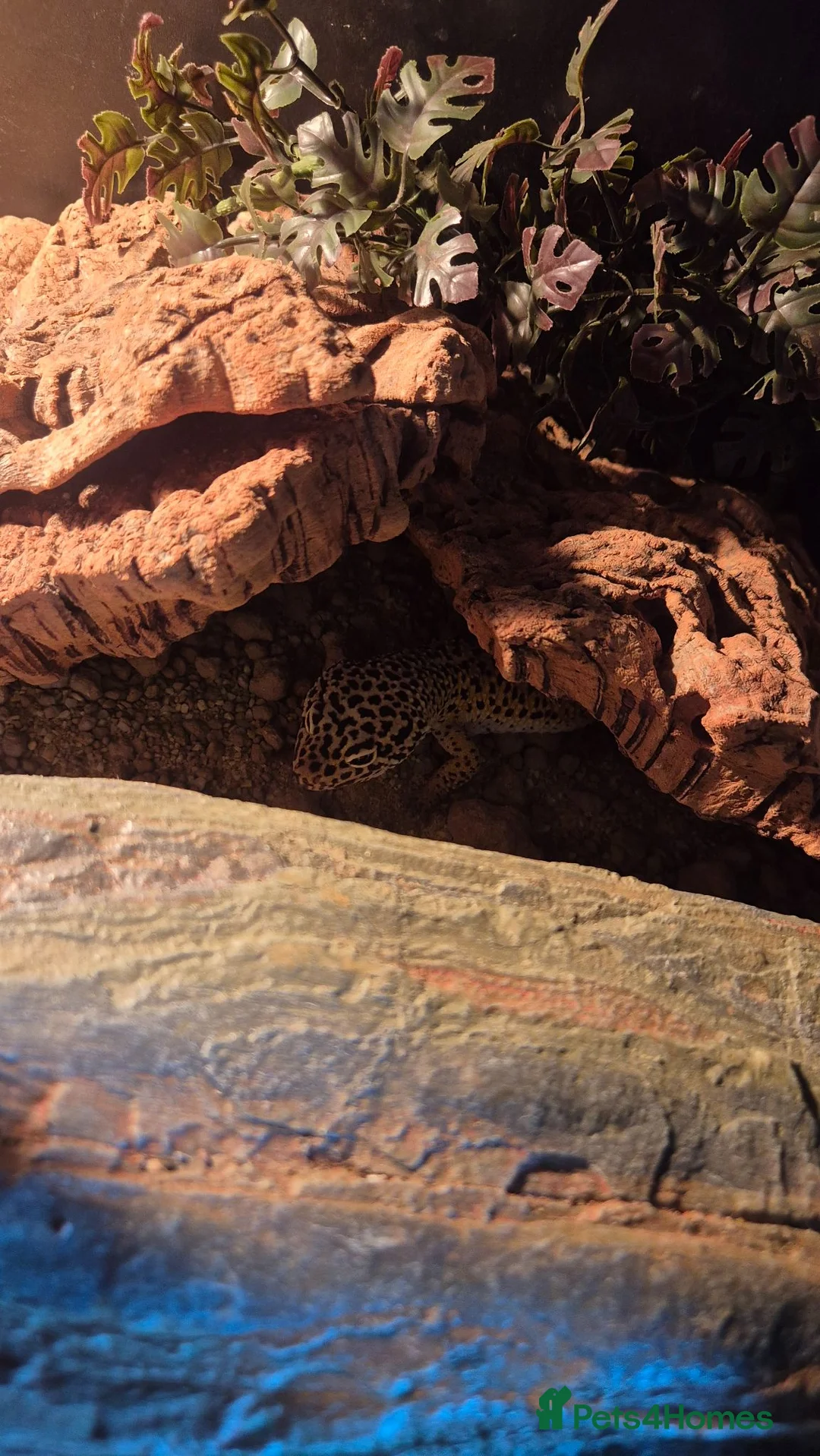 Leopard Gecko reptiles for sale: Leopard Gheko and Terrarium  in Manchester - Advert 1