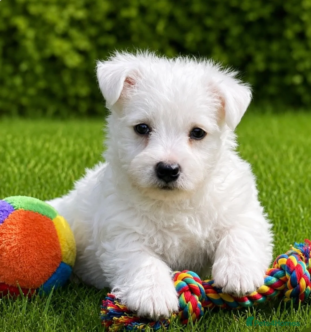 West Highland Terrier dogs for sale: Adorable West Highland terrier puppies - Advert 1