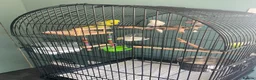 Budgerigars birds for sale: 2 Female Budgies  in Camberley - Advert 2