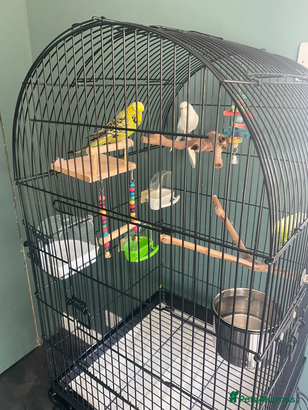 Budgerigars birds for sale: 2 Female Budgies  in Camberley - Advert 2