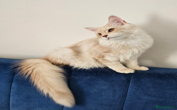 Maine Coon cats - Advert 13