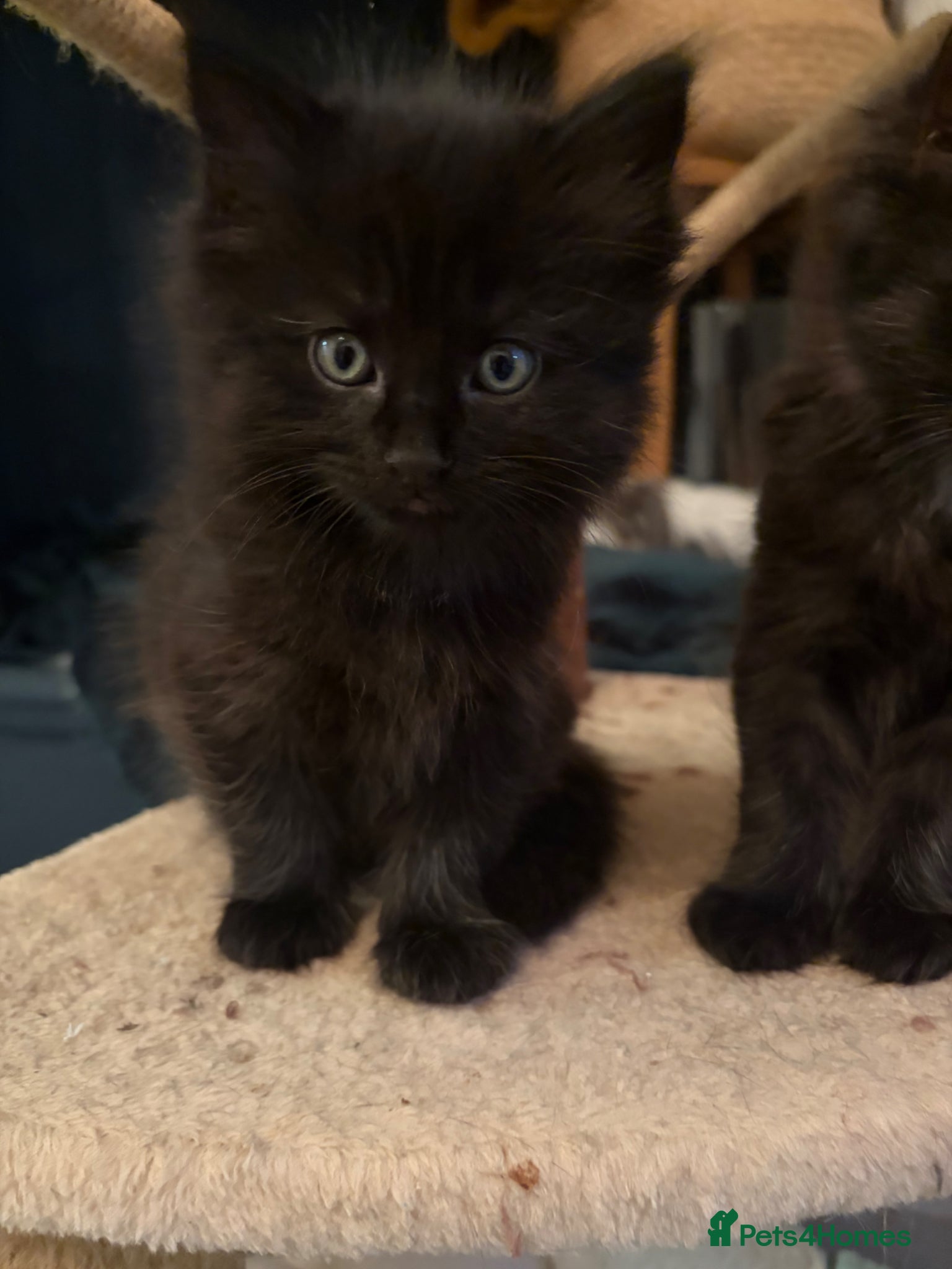 Maine Coon cats Adorable Fluffy Kittens Looking For Forever Homes - Advert 18
