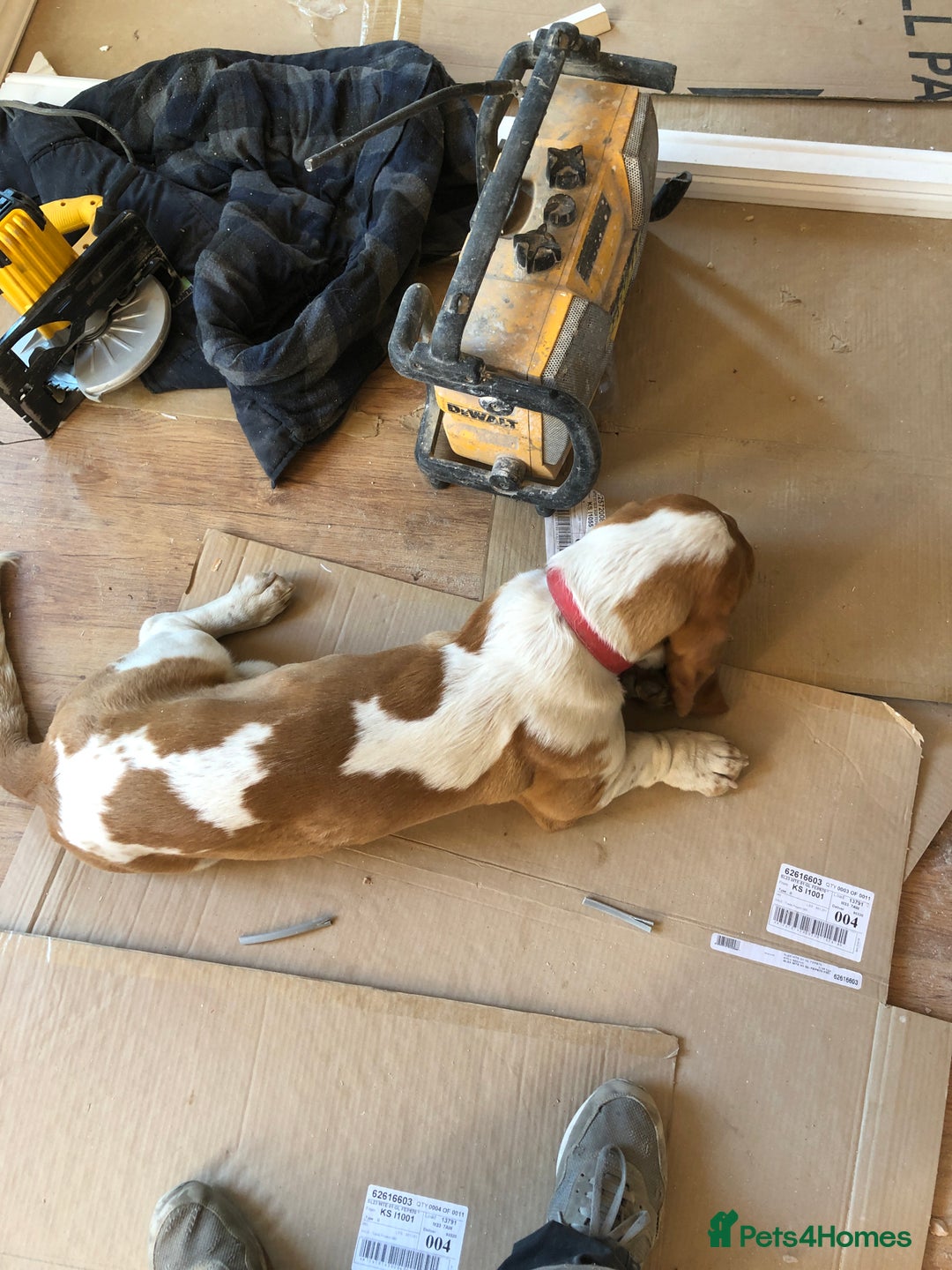 Basset Hound dogs for sale: Lovely male basset hound flash  - Image 2