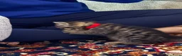 Maine Coon cats for sale: Fluffy Maine coon x - Advert 4