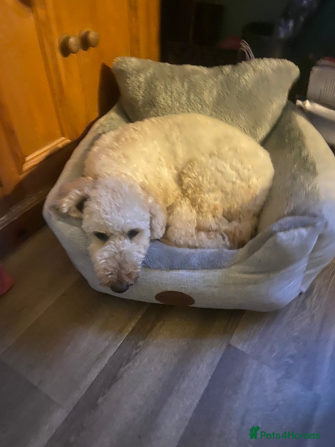 Miniature Poodle dogs for sale: Male apricot miniature poodle .  - Image 1