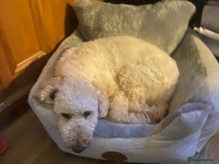 Miniature Poodle dogs - Advert 1