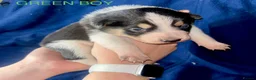 Border Collie dogs for sale: GORGEOUS BORDER COLLIE PUPPIES - Advert 9