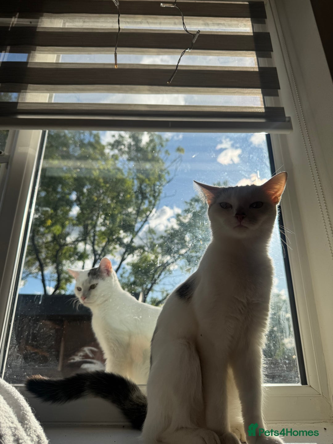 Domestic Shorthair cats for sale: Snow White sisters ❄️🥰 - Image 24